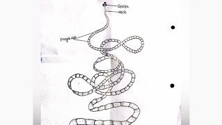 how to draw taenia solium tapewormbiology drawing easydrawing [upl. by Asyram745]