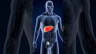 Can Lipase Unlock Better Liver Health The FatBusting Power Revealed [upl. by Napra471]