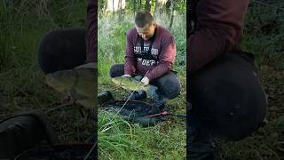 Co To Jest Method Feeder  Wstęp  wędkarstwo fishing shorts pzw [upl. by Belle]