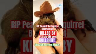 You Wont Believe What Happened to Peanut the Squirrel in NY State shorts [upl. by Eibocaj]