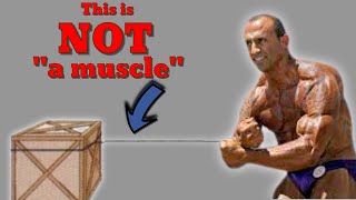 Hey Doug Brignole A Muscle is NOT a quotPiEcE oF StRiNgquot Response Video [upl. by Cocks]