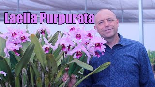 A verdadeira Púrpura a Laelia Purpurata [upl. by Sobel751]