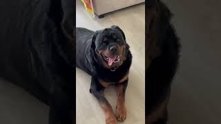 He can be a bit expressional🤣 dog dogs rottweiler rottweilerpuppy rotty funny funnyvideo [upl. by Panthia]