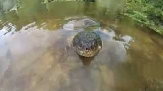 Huge Snapping Turtle [upl. by Dyan895]