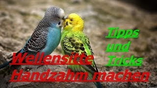 Wellensittich Handzahm machen TippsampTricks [upl. by Eanahs]