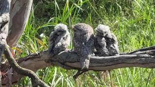 Tawny Frogmouth chicks [upl. by Terriss]