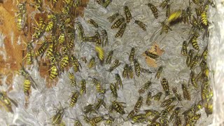 Yellow Jackets massive nest removal infestation [upl. by Kcirde704]