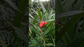 Last balsam of this year balsamplant floweringplant garden natureplantlovers [upl. by Rock318]