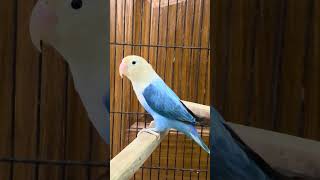 Beautiful lovebird of blue Opaline split palefellow [upl. by Salangia]