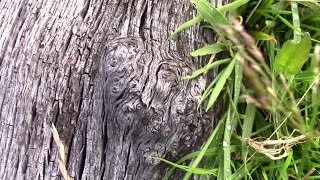 Cutting Open A 5000 Year Old Bog Oak Tree [upl. by Frantz886]