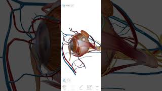 Anatomía del ojo capas y estructuras transparentes medicina [upl. by Ajile777]