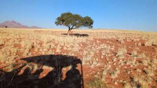 Afternoon drive 01 Wolwedans Camp Namibia 20230514 [upl. by Eynttirb939]