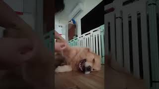 mrlubys day shortvideo goldenretriever doglover dog [upl. by Eerahc233]