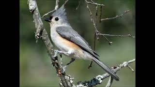 tufted titmouse bird sounds song call [upl. by Eillek]