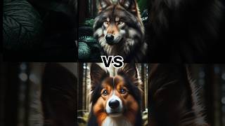 Dog vs Wolf loser and winer seenanimals wildlifeimagination [upl. by Colson]