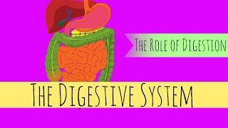 The Digestive System  What Is The Role of Digestion  GCSE Biology [upl. by Ehsrop]