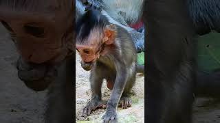 Slap amp Block MilkThe Real Life shorts monkey monkeybaby animals babylovermonkey animalmonkey [upl. by Vaasta]