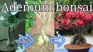 How to grow adenium as bonsai [upl. by Strawn]