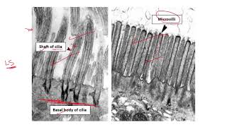 PRACTICAL HISTOLOGY 4 Cytoskeleton amp Inclusions [upl. by Lunsford]