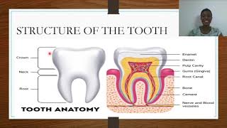 Dentition Structure And Care For The Tooth [upl. by Narej]