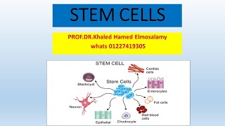 Stem cells histology [upl. by Amitaf831]