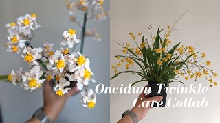 Oncidium Twinkle Orchids  Easy Growing Care for Beginners  Organic amp Leca Setup carecollab [upl. by Kolva]