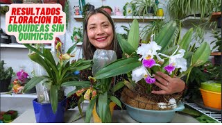 Resultados De Floración De Orquídeas Con Trucos Caseros y sin Químicos orquideas [upl. by Peednus224]