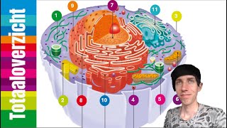 4HV  Biologie  H2 cel en leven  Afspeellijst voor alle organellen en functies [upl. by Kreda]