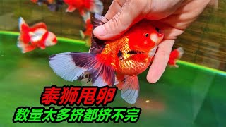 多條泰獅金魚同時產卵，擠都擠不完，這得孵化出多少條小金魚 [upl. by Lobell202]