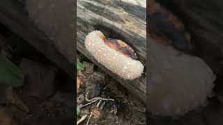 An example of guttation on a red belted conk bracket fungus fungi [upl. by Collis134]