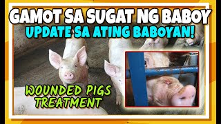 PIGGERY BUSINESS TAMANG GAMOT SA SUGAT NG BABOY UPDATE SA ATING BABOYAN [upl. by Graniela]