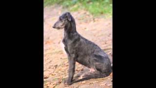 Deerhound Youngsters Oelmühle Kennel Solingen [upl. by Tymes]