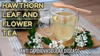 Forage this How to Make HAWTHORN LEAF amp FLOWER TEA  Health Benefits [upl. by Ientruoc]