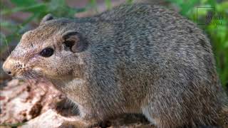 Interesting facts about dassie by weird square [upl. by Lombardo838]