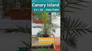 Ireland palm tree Phoenix Canariensis repotting seaweed mix date palm [upl. by Ottavia]