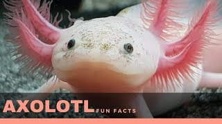 axolotl facts for kids – Interesting fun fact about axolotl diet lifespan and gills [upl. by Yuu]