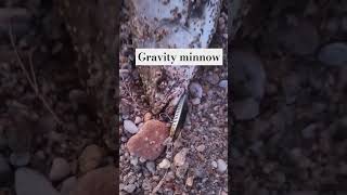 Oh bro gravity minnow is killer fishing [upl. by Erret]