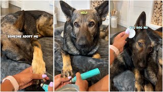 My Weekly German Shepherd Home Grooming Routine [upl. by Atiniuq]