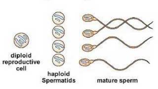Gamete Formation [upl. by Marek735]
