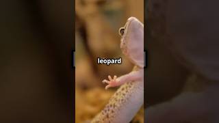 Top 10 Easy Pets for Beginners🤯youtubeshorts wildanimals shortvideo facts viralvideo [upl. by Meehar]