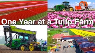 One Year at a Tulip Farm  Planting to Harvest  Dogterom Flowerbulbs  Colors of the Netherlands [upl. by Jenifer701]