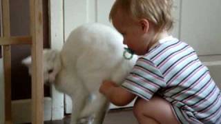 Cat Attacks Baby [upl. by Rog]