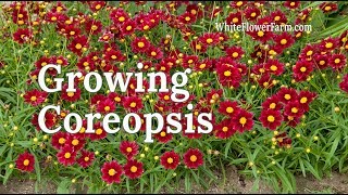 Growing Coreopsis [upl. by Giulietta440]