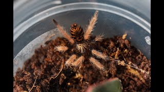 Greenbottle blue tarantula sling GBB  first takedown and happy dance [upl. by Nauwaj]