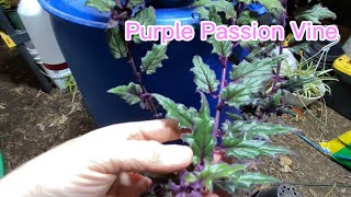 Purple Passion Vine Propagation [upl. by Eidderf]