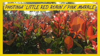 Photinia ‘Little Red Robin’‘Pink Marble’ [upl. by Alig]