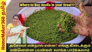 Where to Buy Azolla  How to Grow Azolla amp its Benefits அசோலா வளர்ப்பது எப்படி எங்கு கிடைக்கும் [upl. by Rorrys111]