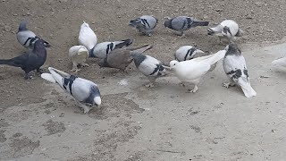 Bülent Çelen kanalı canlı yayında Allahın Adıyla Bismillahirrahmanirrahim Diyerek Basliyorum [upl. by Narod354]