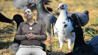 Pigeon Pox Treatment कबूतरों में Pox की बीमारी का इलाज  Dr Nagender Yadav [upl. by Aaron]