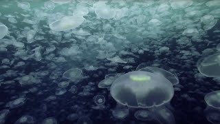 Open Ocean 10 Hours of Relaxing Oceanscapes  BBC Earth [upl. by Ayaros]